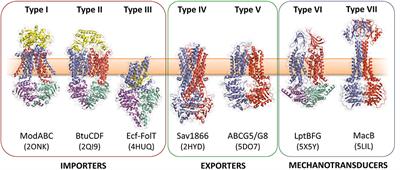 Antibiotic Resistance Mediated by the MacB ABC Transporter Family: A Structural and Functional Perspective